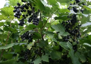 Как правильно удобрять смородину - пошаговая инструкция