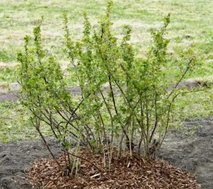 Как улучшить песчаную почву под смородину