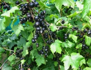 Как влияет гумус на развитие смородины