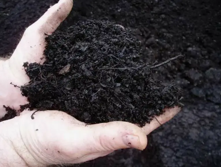 Как влияет гумус на развитие смородины