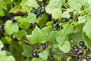 Какие удобрения нужны чёрной смородине весной