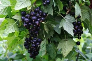 Какие удобрения нужны чёрной смородине весной
