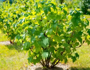 Какие удобрения нужны чёрной смородине весной