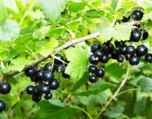 Кислотность почвы - оптимальный pH для смородины