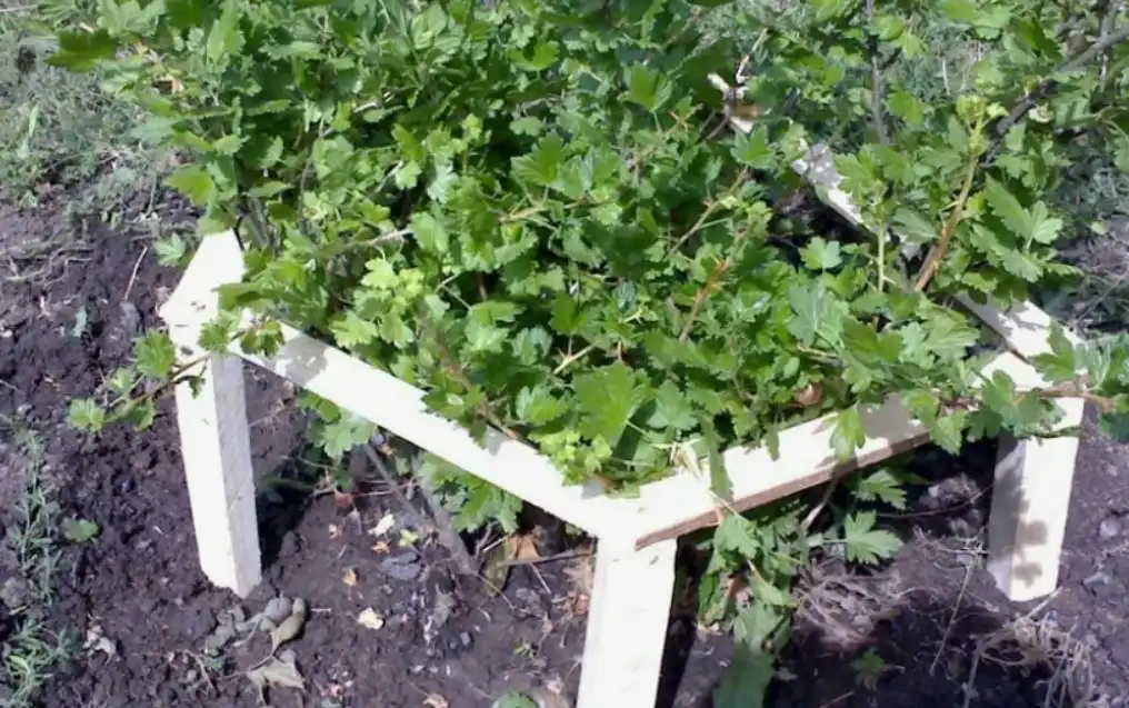 Кислотность почвы - оптимальный pH для смородины