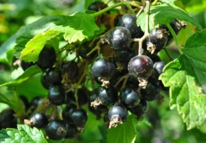 Кислотность почвы - оптимальный pH для смородины