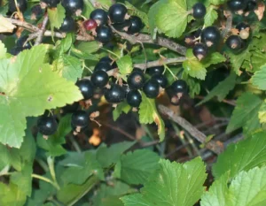 Когда и как опрыскивать смородину