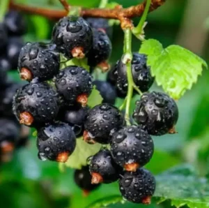 Когда и как опрыскивать смородину