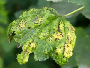 Кольцевая пятнистость смородины - вирусное поражение листьев