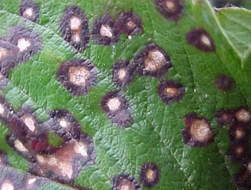 Кольцевая пятнистость смородины - вирусное поражение листьев