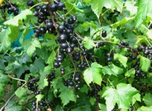 Комплексное питание для смородины - макро- и микроэлементы