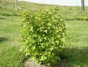 Комплексное питание для смородины - макро- и микроэлементы