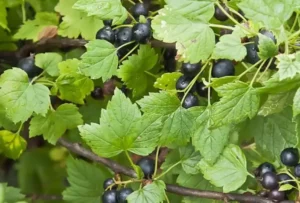 Комплексное питание для смородины - макро- и микроэлементы