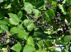 Комплексное питание для смородины - макро- и микроэлементы