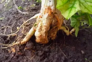 Корневая гниль смородины - что делать при поражении корней
