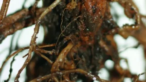 Корневая гниль смородины - что делать при поражении корней
