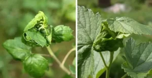 Листовая скрученность смородины