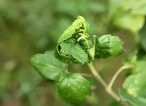 Листовая скрученность смородины