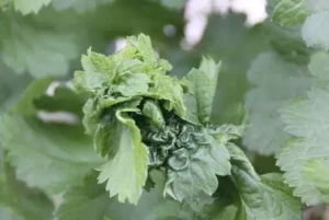 Листовая скрученность смородины