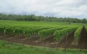 Микроудобрения для смородины - бор, цинк, железо