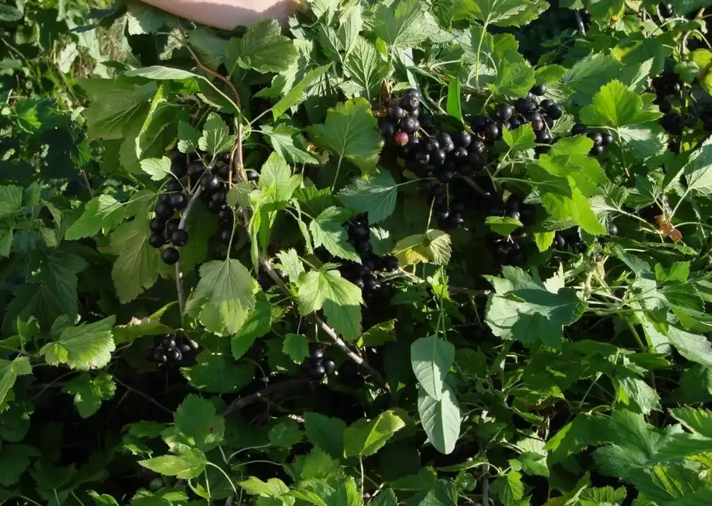 Микроудобрения для смородины - бор, цинк, железо