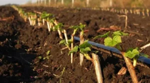 Микроудобрения для смородины - бор, цинк, железо