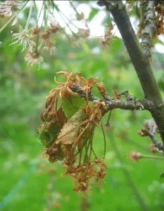 Монилиоз смородины - как обезопасить урожай