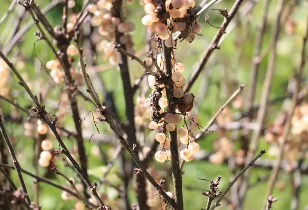 Монилиоз смородины - как обезопасить урожай