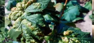 Монилиоз смородины - как обезопасить урожай