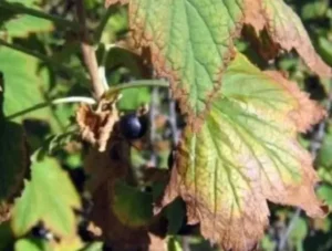 Монилиоз смородины - как обезопасить урожай