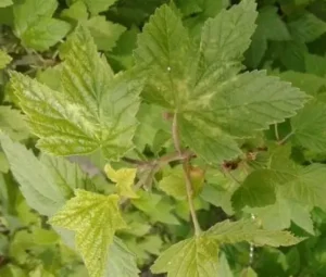 Мозаичная карликовость смородины