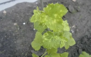 Мозаичная карликовость смородины