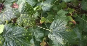 Мозаичная карликовость смородины