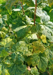 Мозаика смородины