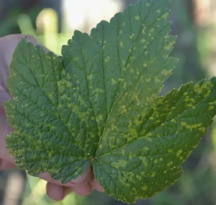 Мозаика смородины - вирусная инфекция и меры борьбы