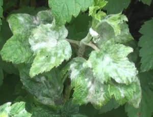 Мучнистая роса смородины