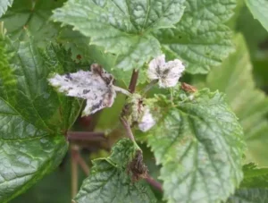 Мучнистая роса смородины