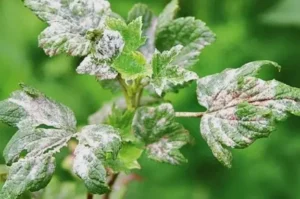 Мучнистая роса смородины