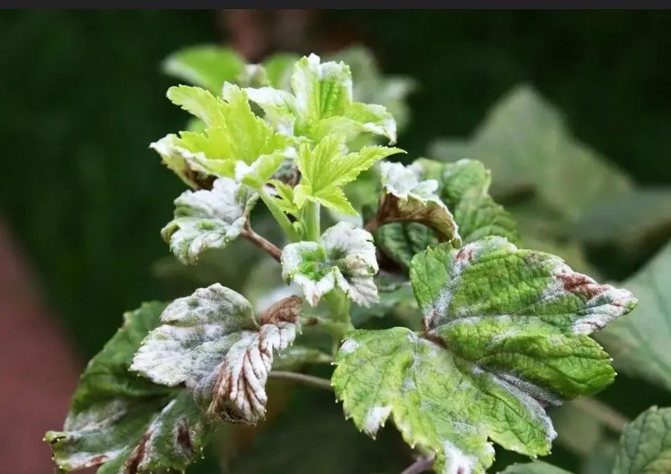 Мучнистая роса смородины - как распознать и бороться