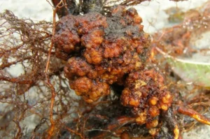 Наросты на корнях смородины - признак бактериальной инфекции