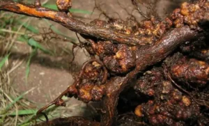 Наросты на корнях смородины - признак бактериальной инфекции