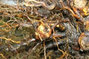 Наросты на корнях смородины - признак бактериальной инфекции