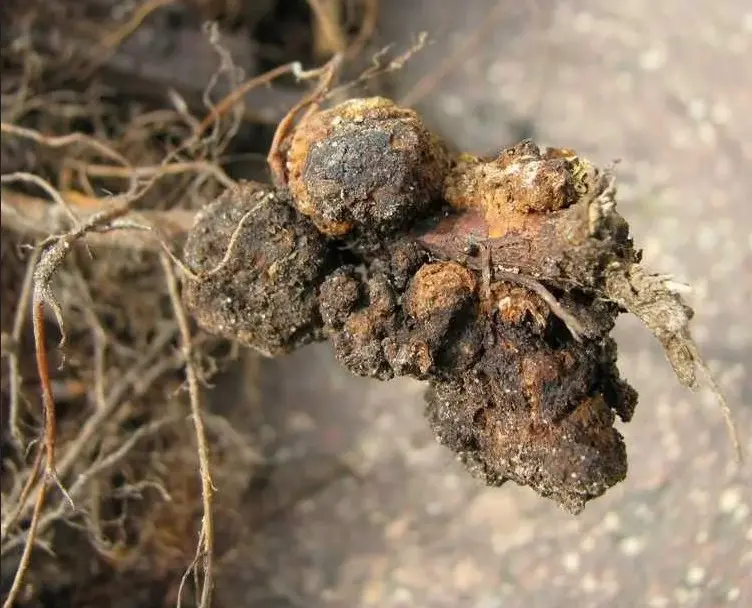 Наросты на корнях смородины - признак бактериальной инфекции