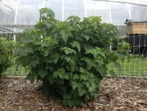 Натуральные удобрения