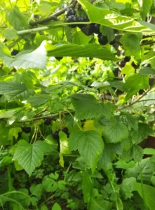 Натуральные удобрения