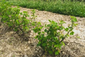 Натуральные удобрения