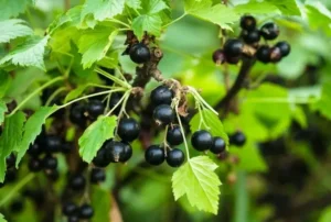 Натуральные удобрения