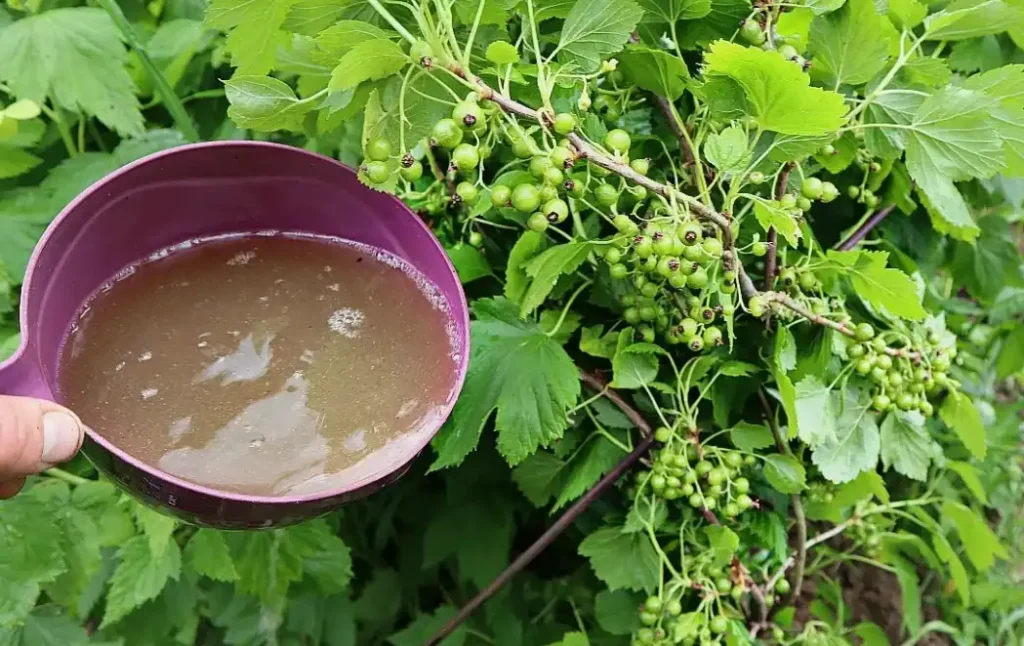 Натуральные удобрения для экологически чистого урожая