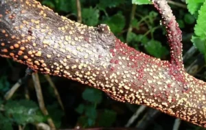 Некроз коры смородины - как избежать отмирания тканей