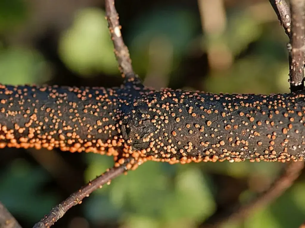 Некроз коры смородины - как избежать отмирания тканей